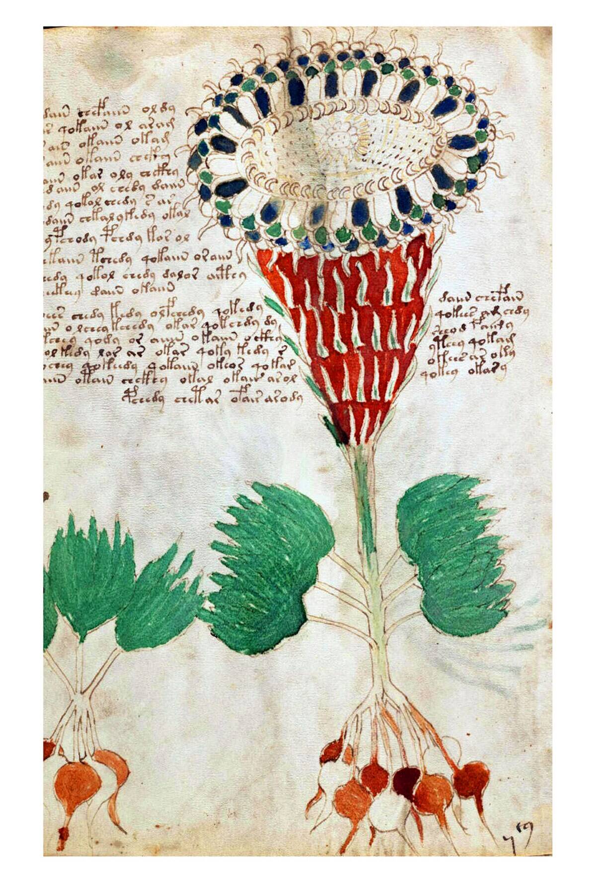 Page from The Voynich Manuscript.