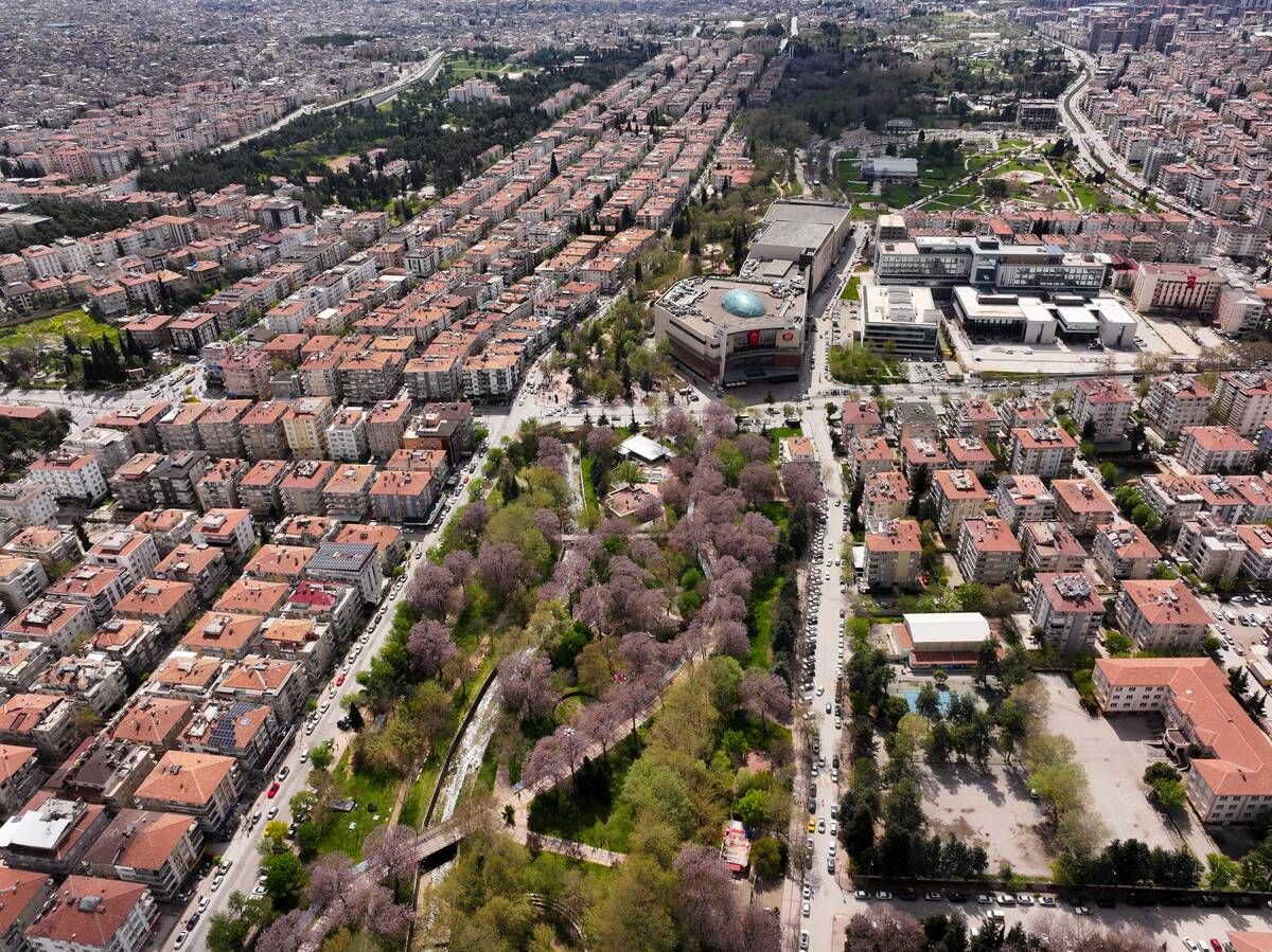 Paulownia trees in full bloom color parks in Turkiye's Gaziantep