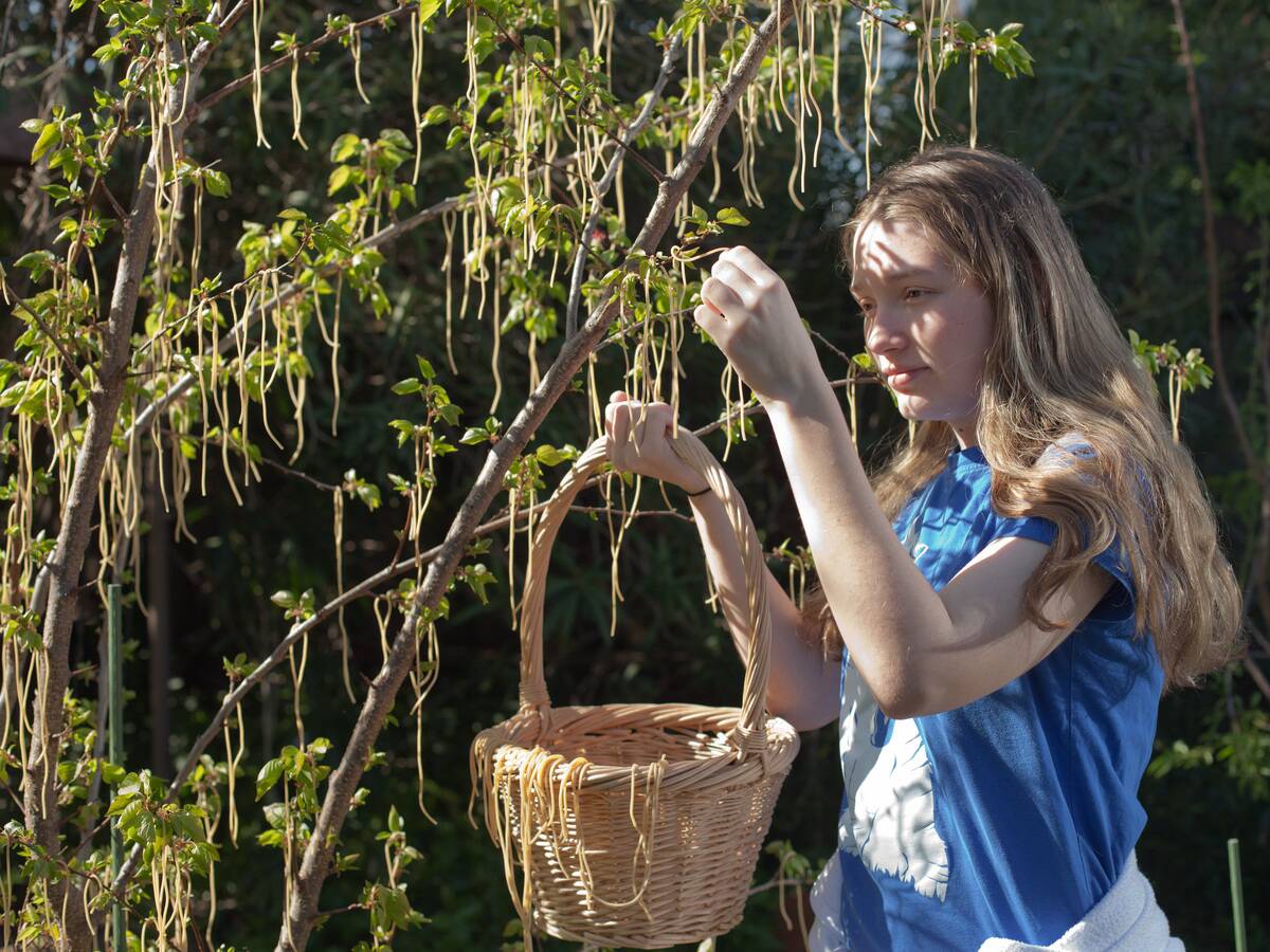 Sunny_april_morning_spaghetti_tree_harvest_(7036208493)