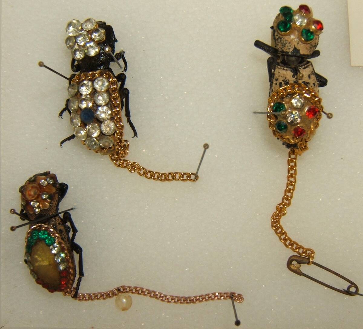 Zopheridae_jewelry_sjh