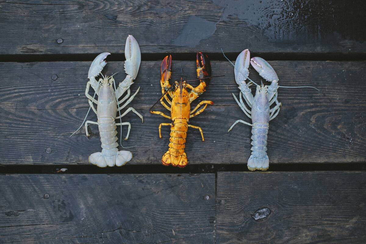 Albino lobster