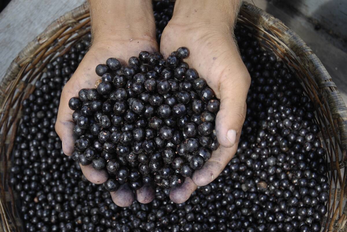 Baskets filled with freshly harvested açaí berries await