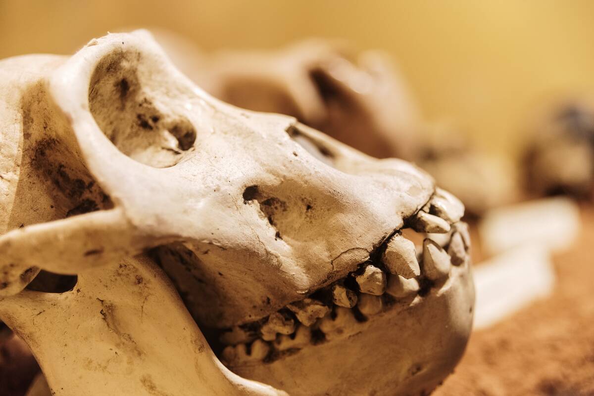 chimpanzee-skull-close-up-on-display-teeth-detail-2026-01-05-06-10-01-utc