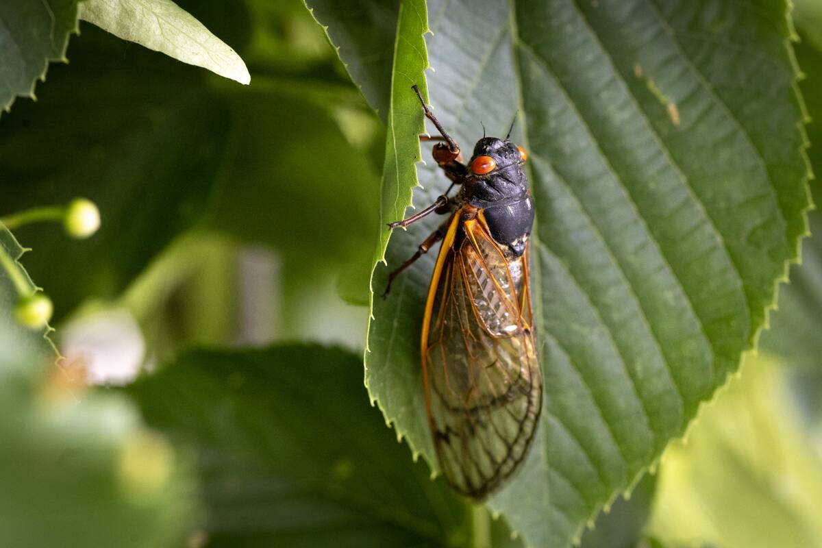 Cicadas Emerge From Ground In Illinois