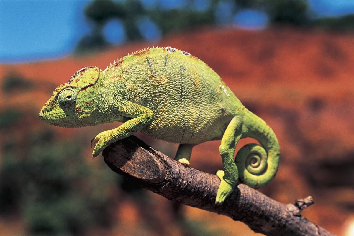 Close-up of a female Oustalet's chameleon (Furcifer oustaleti)