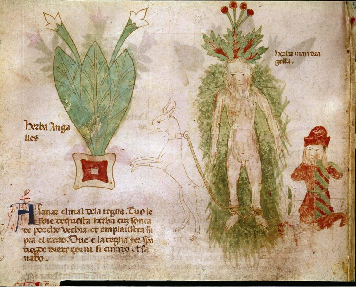 De Chirurgica by Master Rolando (XIVth century).