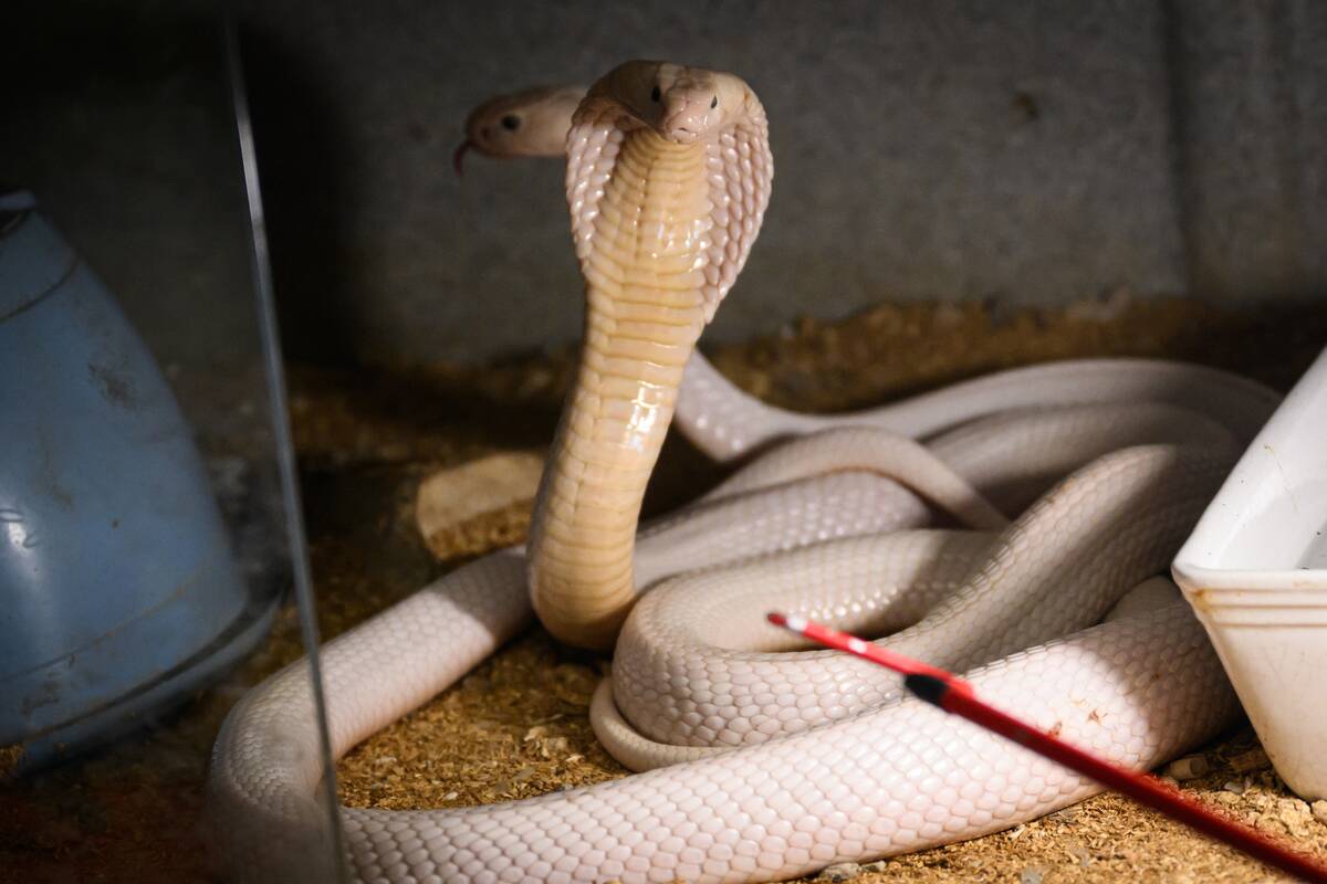 FRANCE-ANIMALS-ZOOLOGY-OFFBEAT