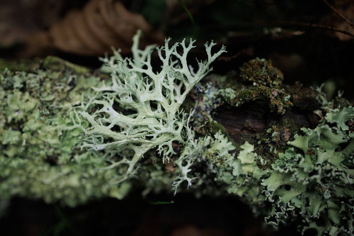 Fungi, An Overlooked Kingdom Of Life, Sees Elevated Role In UK-Chile Environmental Pledge