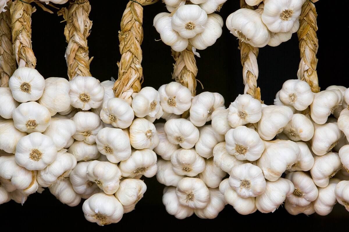 Garlic, Bastide d'Armagnac, France