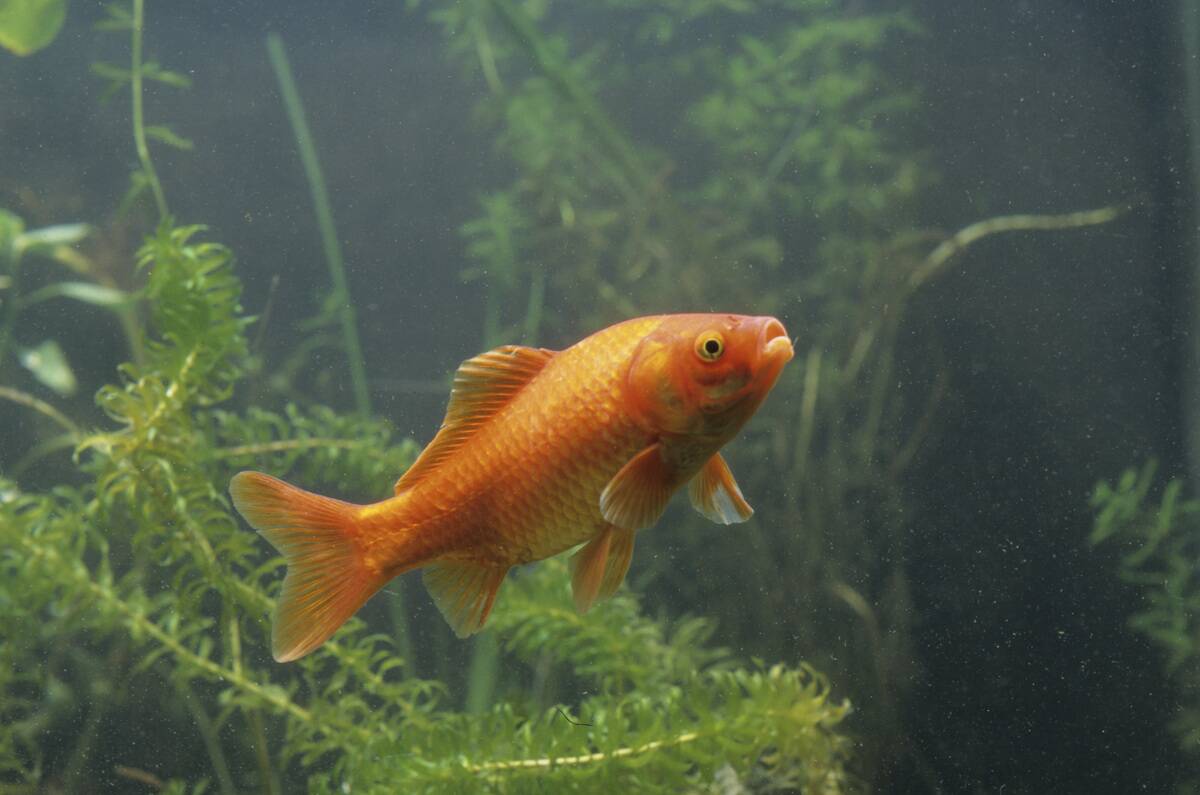 Goldfish