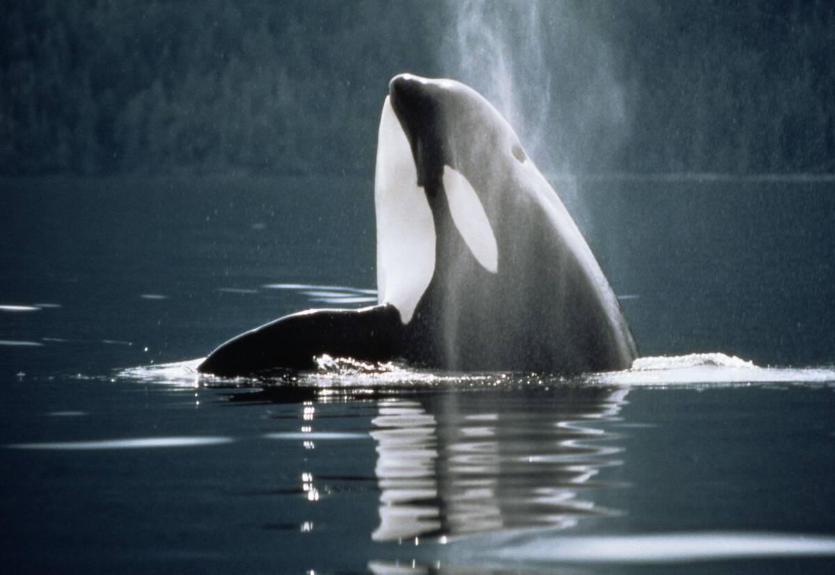 KILLER WHALE Orcinus Orca...