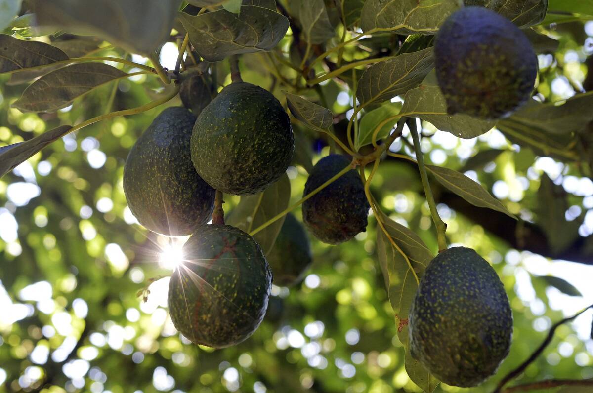 MEXICO-US-TARIFF-SUPER BOWL-AVOCADO