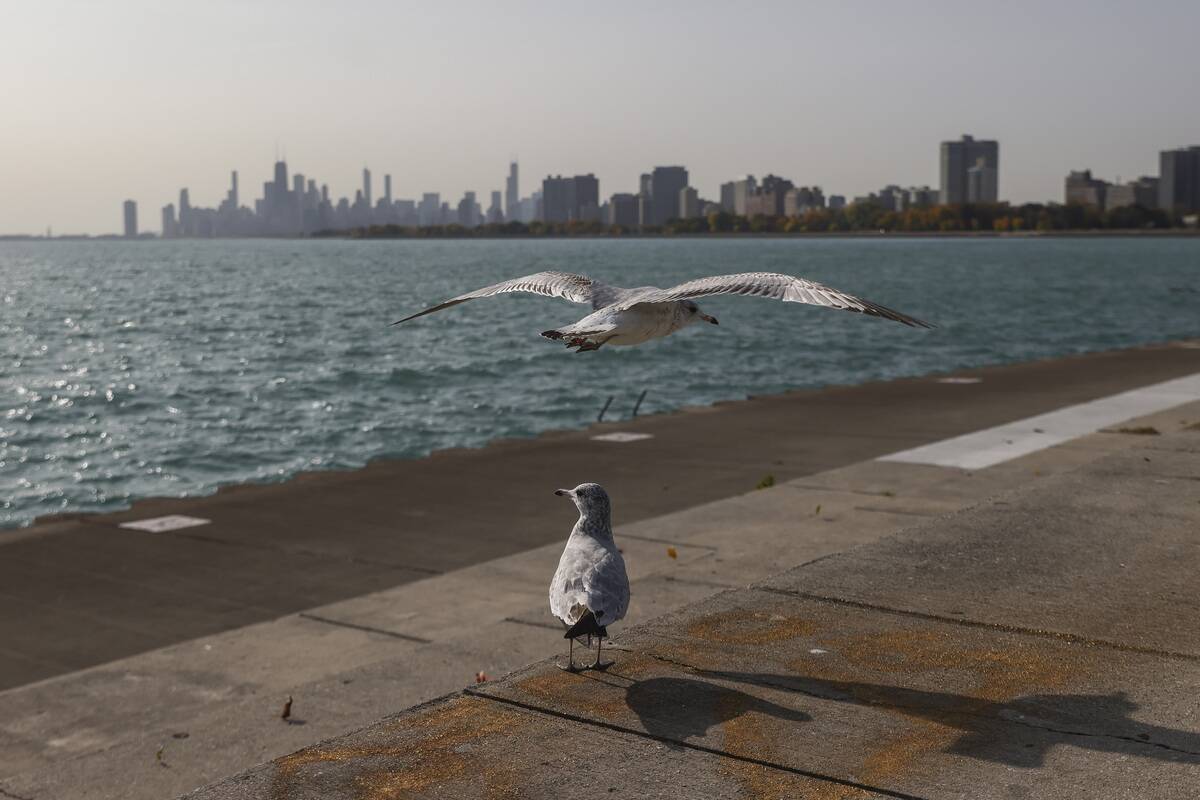 Montrose Harbor In Chicago