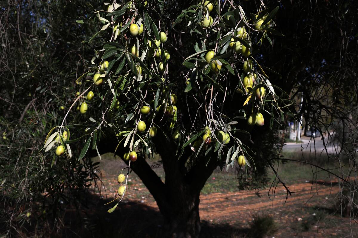 Olive production suffers a major decline due to unfavorable weather conditions in Greece