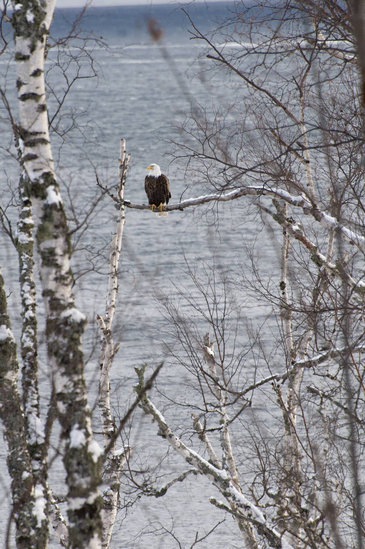 Schroeder, Minnesota, Bald Eagle, Haliaeetus leucocephalus, sitting on a branch along Lake Superior