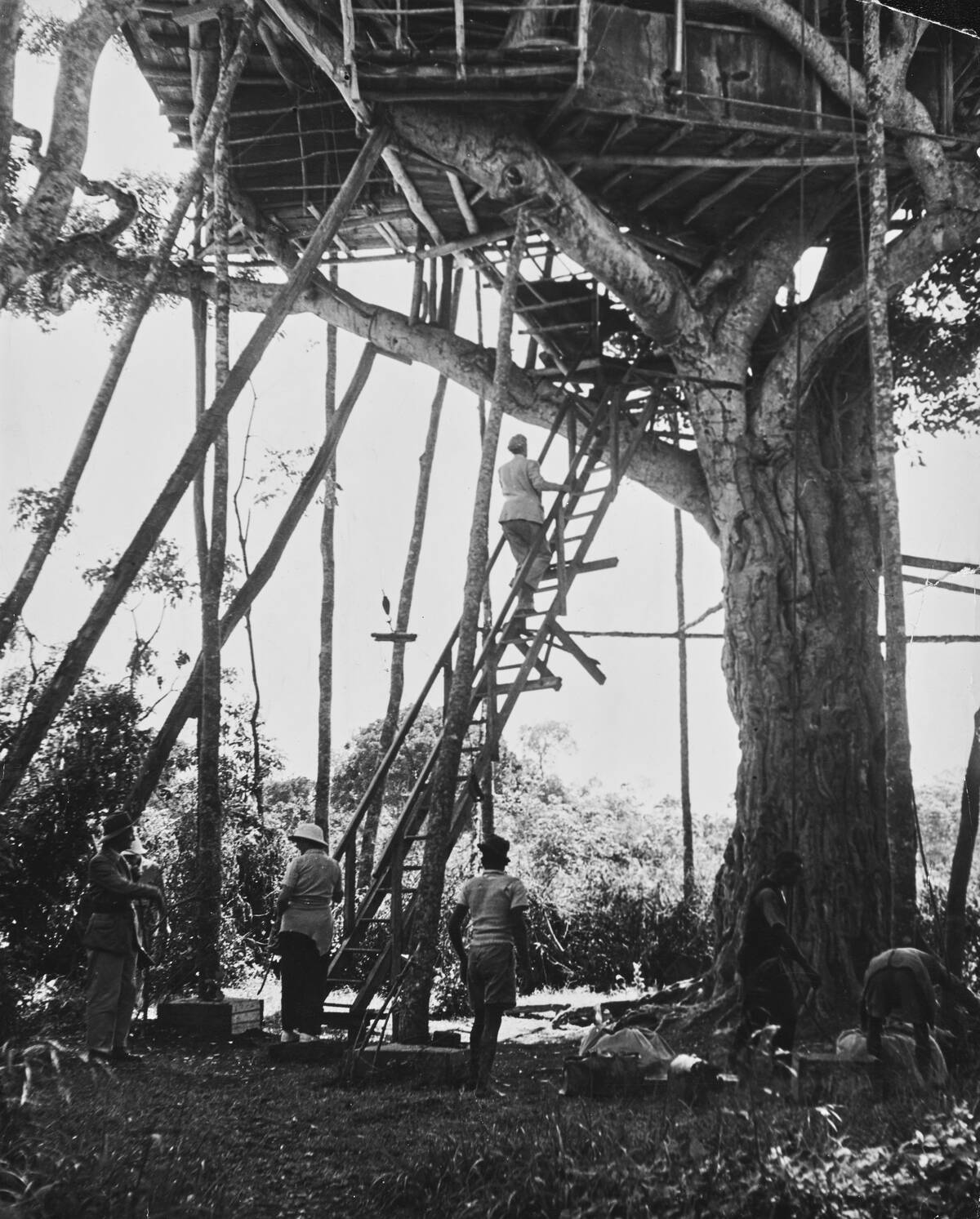 Treetops Prepares For Its Royal Visitors
