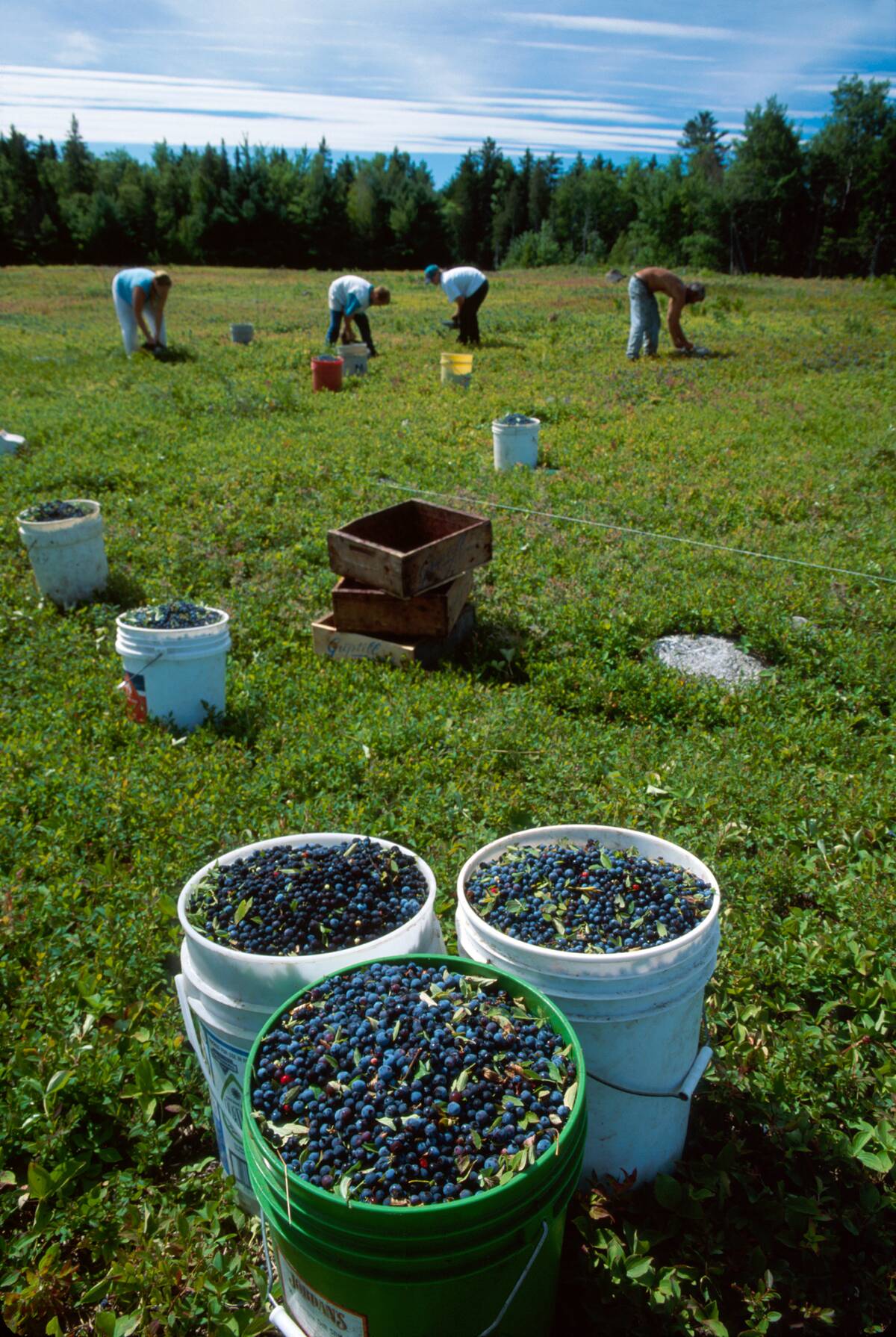 Wesley native wild blueberries harvest, pickers use specialized rakes, Maine.