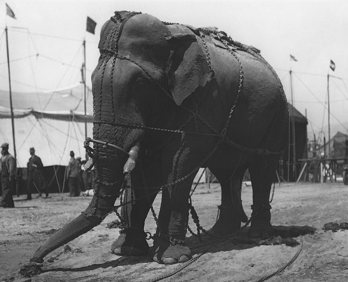 Chained Elephant