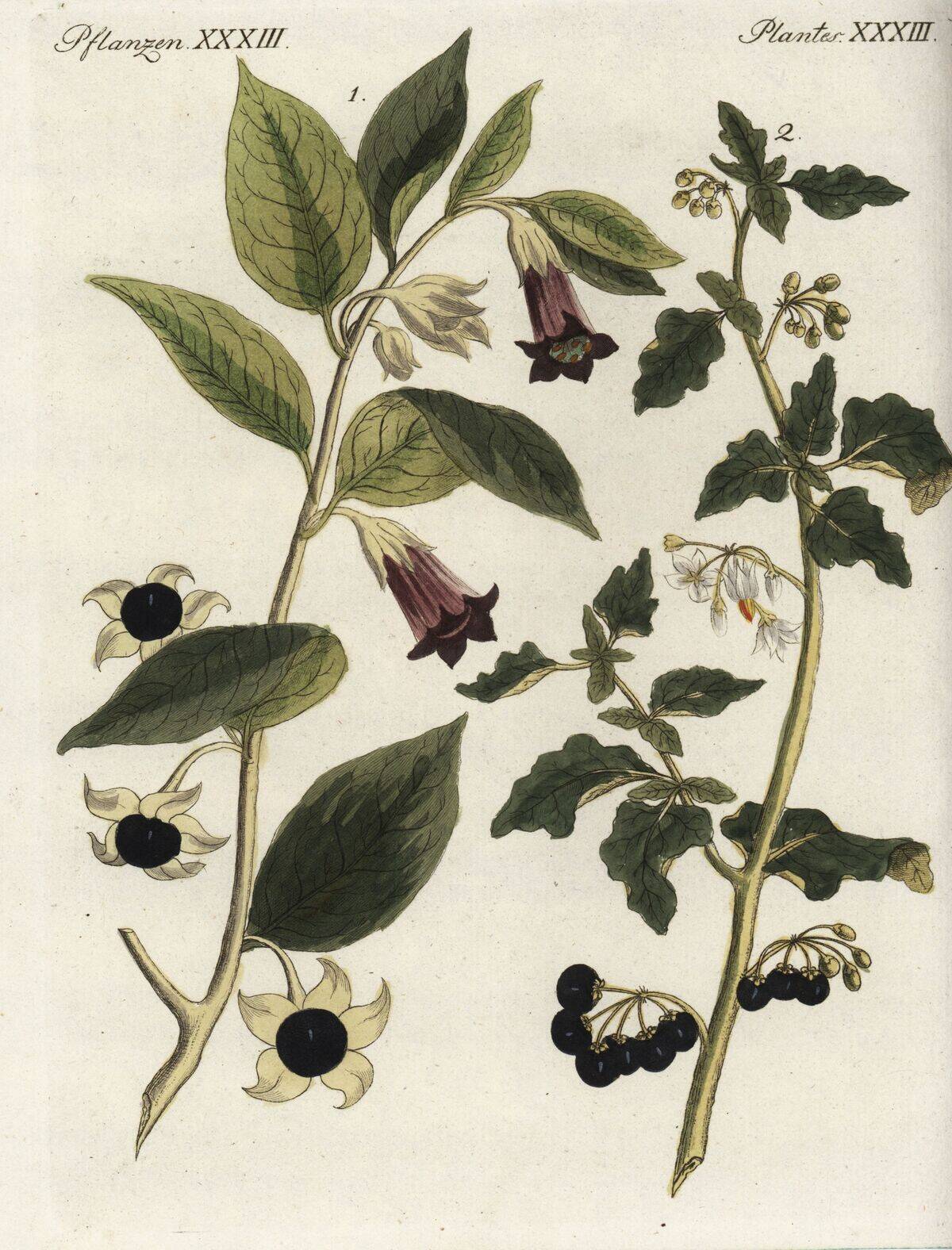 Deadly nightshade