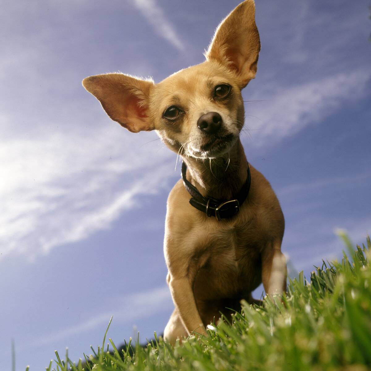 Gidget, Taco Bell Commercial Dog, Dies at 15