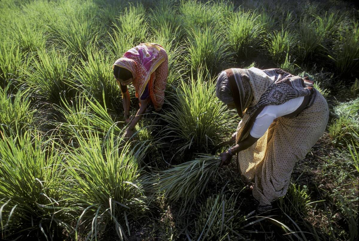 Harvest Lemongrass In Bangalore, India -