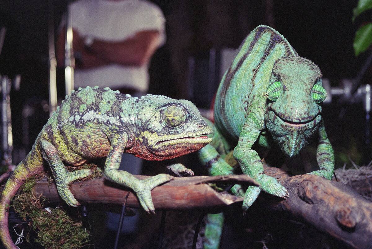 Louie The Lizard and pal Frankie