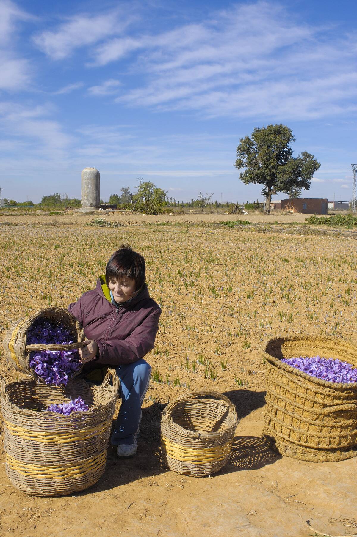 Picking saffron flowers. Madridejos. Toledo province. Castilla-La Mancha. Spain