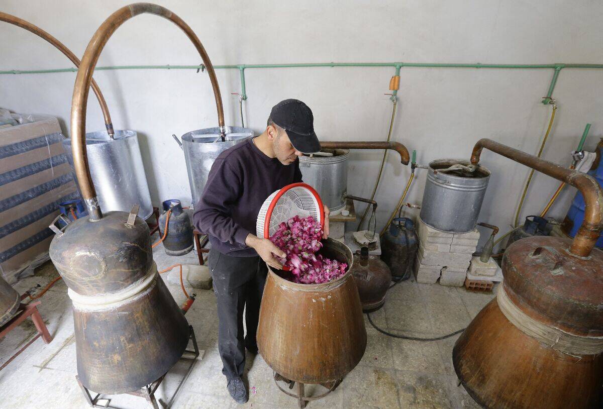 SYRIA-CONFLICT-HORTICULTURE-DAMASK ROSE