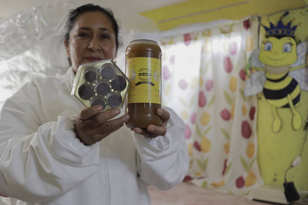 Working In An Apiary In Mexico City