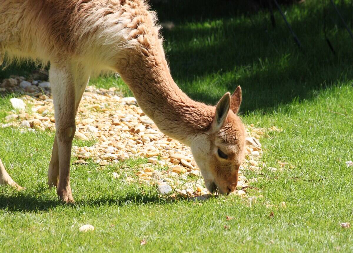 3840px-Vicuña_(4753209154)
