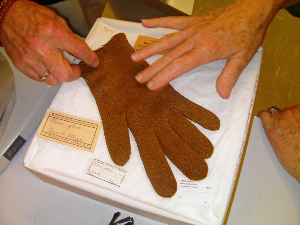 Sea_silk_glove_lo-res