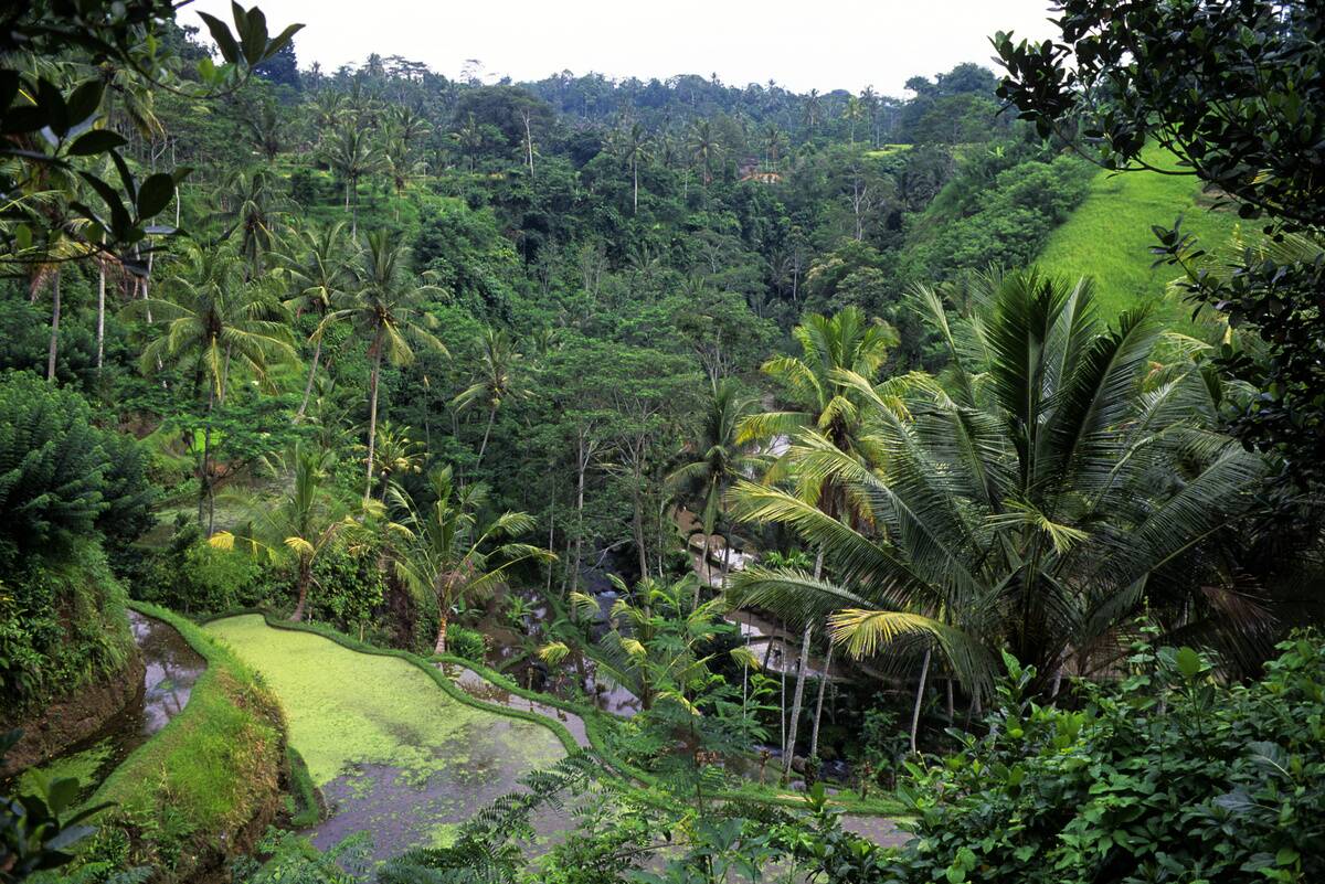 Indonesia, Bali, Terraced Rice Fields At Gunung Kawi