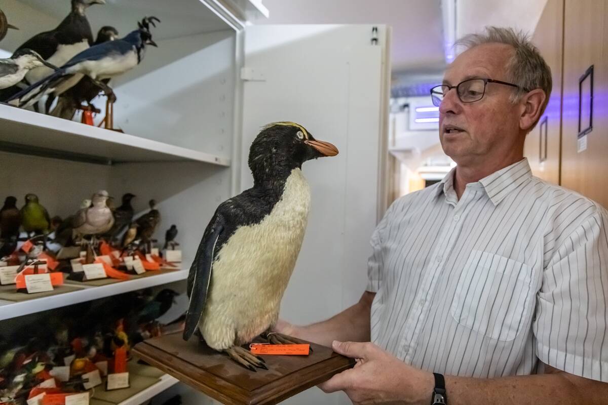 Summer Series: Irreplaceable Treasures at the Übersee Museum in Bremen
